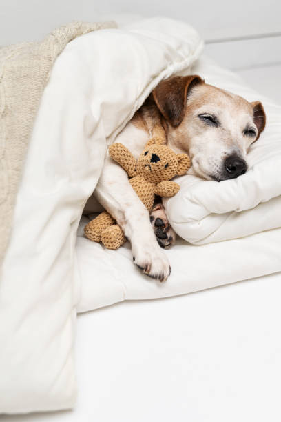 istock Sleeping dog face with closed eyes cuddling with bear toy 1995791291
