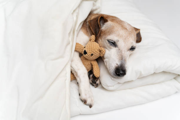 istock dog Jack Russell terrier sleeping in white bed covered with blanket hugging toy 1995792330