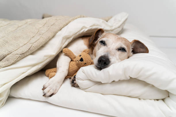 istock Sleepy dog face cuddling with bear toy 1995792336