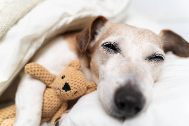 istock close up sleeping dog face with closed eyes hugging bear toy 1995792839