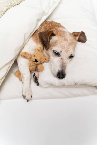 istock Cute Dog sleeping in the bed with white  sheets and beige blanket 1995792851