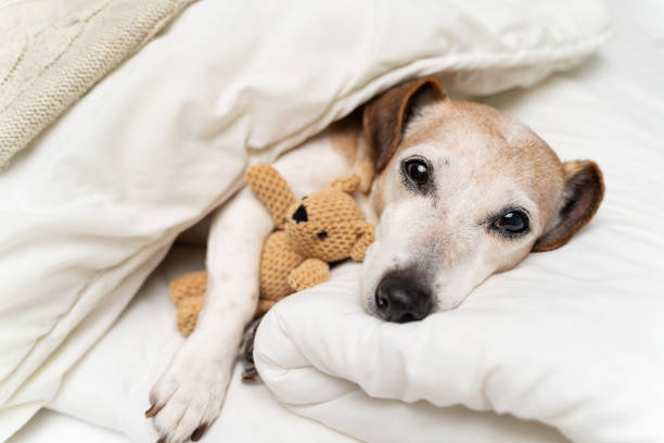 istock dog in white bed sleepy eyes looking at camera before falling asleep 1995793358