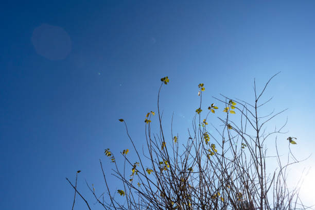 little tree shine in the blue sky for background and inspiration