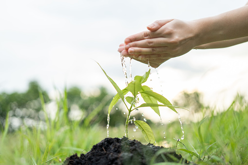 Volunteering Protection of environment and nature ecology concept. Group of volunteer plant a tree Plant trees water them till the soil. Nature for sustainable environment.Global warming concept.