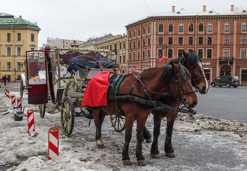 St. Petersburg, Russia - January 15, 2024: Pleasure carriage with horses in the city center