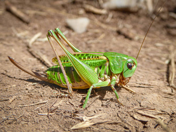 eine grüne warzenbeißer-grille - insectoid stock-fotos und bilder