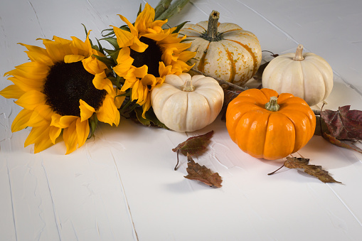 Orange, white pumpkins and sunflowers with leaves around them on a white surface,