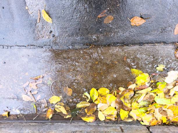 istock Yellow Leaves in a Rain Puddle 1995800164