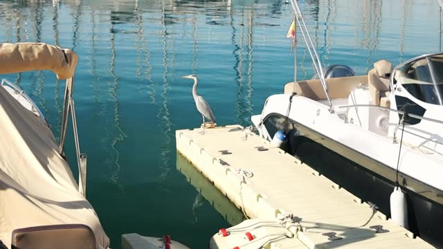 a white heron stands on a pantone, a heron stands waiting for fish around the white yachts