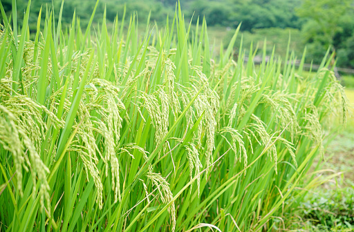 Rice fields with ripe rice grains leaning outwards