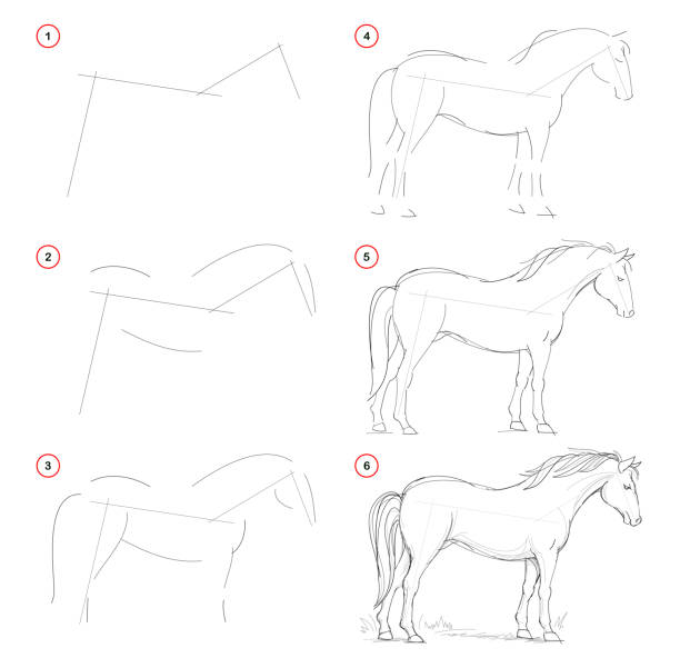 how to draw from nature sketch of standing horse. creation step by step pencil drawing. educational page for artists. school textbook for developing artistic skills. hand-drawn vector image. - stepwise stock illustrations