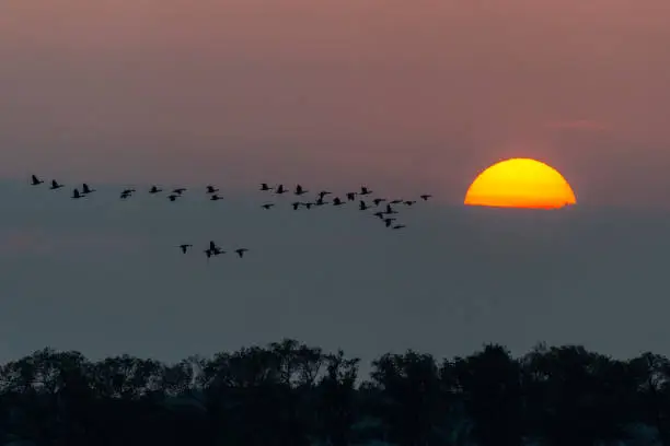 Crane at the evening