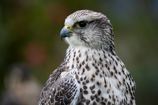The Saker Falcon (Falco cherrug), a falcon species popular with enthusiasts.