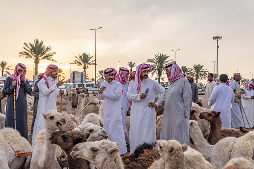 Middle East, Saudi Arabia, Al-Qassim, Buraydah. November 13, 2023. Buying and selling camels at the Al Qassim livestock market.