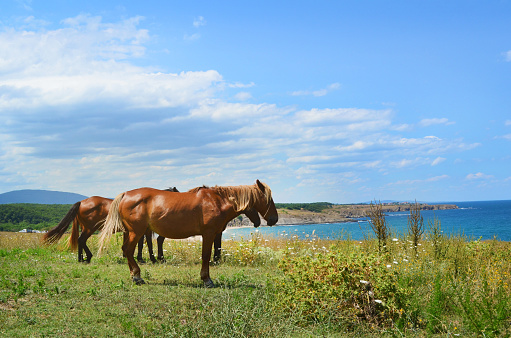 Horse herd on pasture above the sea