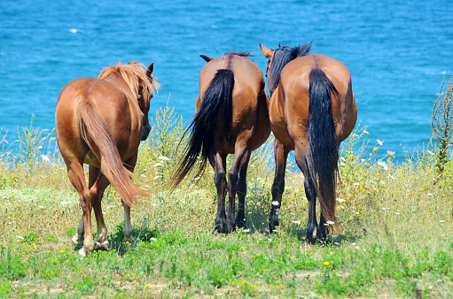 Horse herd on pasture above the sea