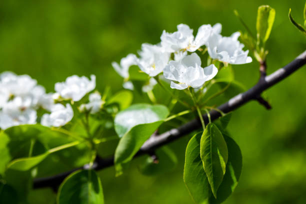 Apple tree branch with white flowers on a sunny summer day. Macro photo with selective soft focus