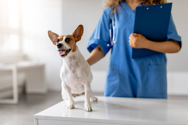istock Happy dog with vet holding clipboard in clinic 1995859708