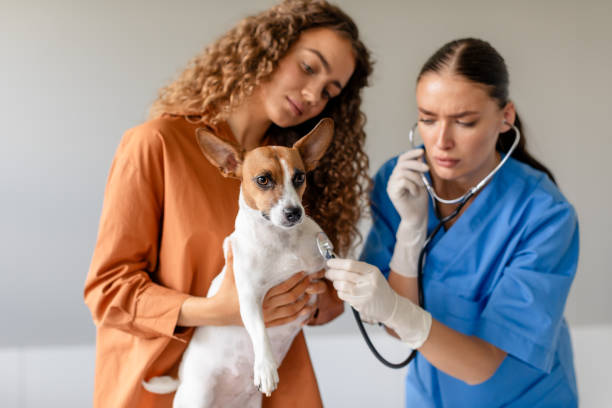 istock Owner holds dog for vet's stethoscope exam 1995859983