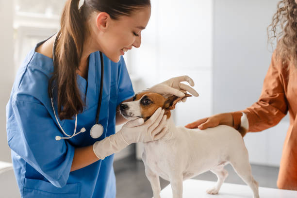 istock Vet smiling at dog during ear examination 1995860215