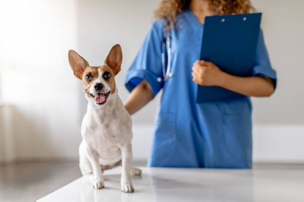 istock Smiling dog with vet in blue uniform holding clipboard 1995860219