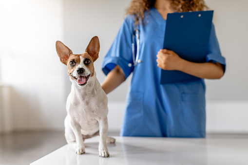 Smiling Jack Russell Terrier sits attentively while a female veterinarian in blue uniform gently holds him, clipboard in hand, in a bright clinic