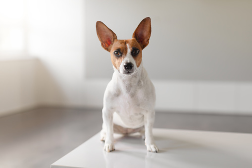 Jack Russell Terrier sits on the vet clinic examination table, making direct eye contact with the camera, creating a heartwarming pet clinic scene