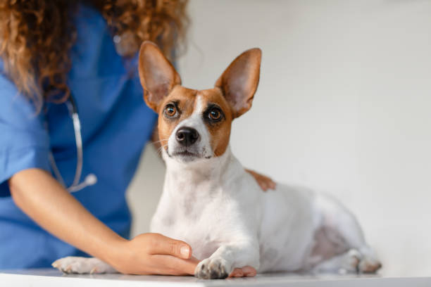 istock Alert dog with vet's hand on exam table 1995860226