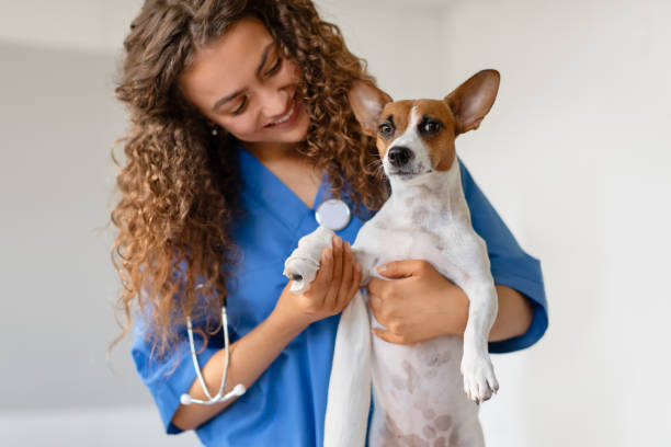 istock Curly-haired vet holding a small dog 1995860229