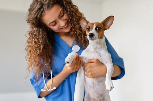 Cheerful veterinarian with curly hair holding a small Jack Russell Terrier, both looking content in a bright veterinary clinic environment