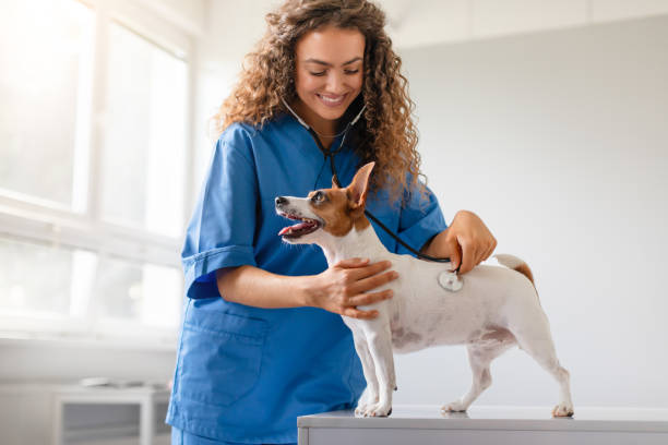 istock Vet uses stethoscope on joyful dog 1995860234