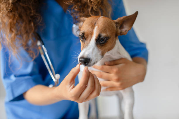 istock Vet giving pill to attentive small dog 1995860235