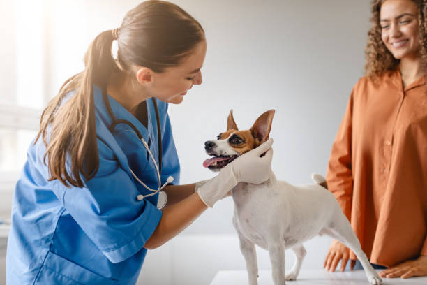 istock Vet examining a playful dog with owner 1995860239
