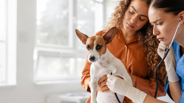 istock Intense vet checkup with owner holding dog 1995860241
