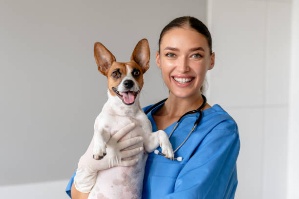 istock Vet holding an exuberant Jack Russell Terrier 1995860243