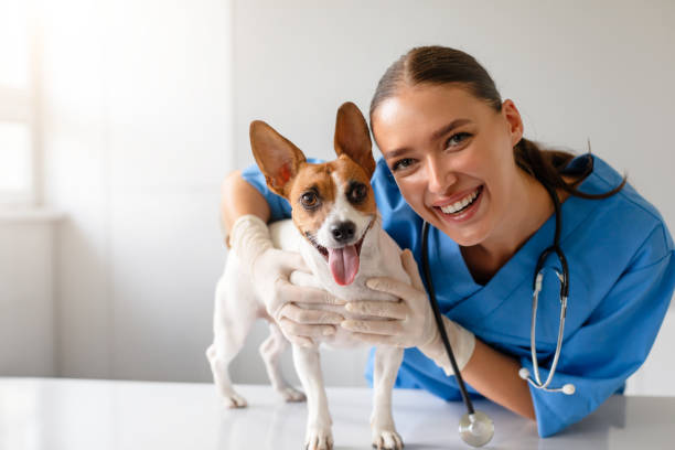 istock Joyful vet holding a happy Jack Russell Terrier 1995860245