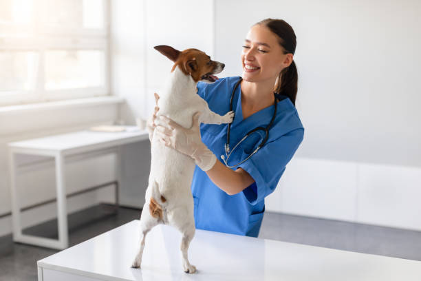 istock Vet sharing a happy moment with a dog 1995860253
