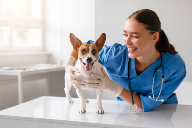 istock Vet enjoys interacting with a cheerful dog 1995860255
