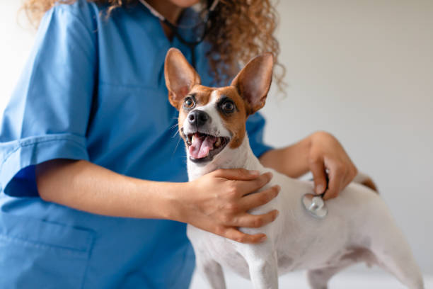istock Female vet examines smiling terrier 1995860784