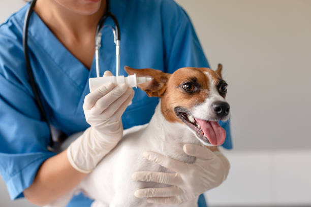 istock Vet giving ear drops to smiling dog 1995860793
