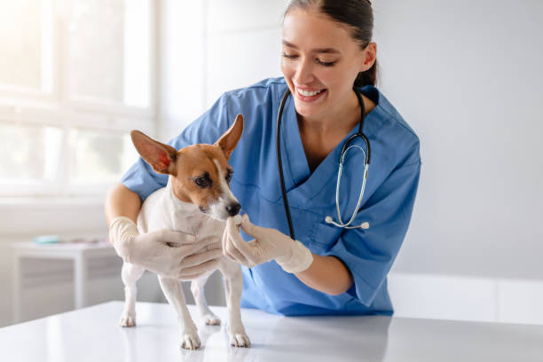 istock Vet administers treatment to attentive dog 1995860799