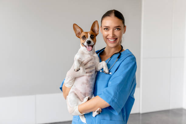 istock Cheerful vet holding a smiling Jack Russell 1995860800