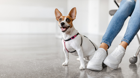 Alert Jack Russell Terrier wearing a harness sits on a vet clinic floor, looking up happily next to its owner's feet clad in white sneakers, panorama, free space