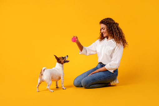 Young woman in casual clothes kneels and holds out pink ball, engaging with her excited Jack Russell Terrier against a vibrant yellow background