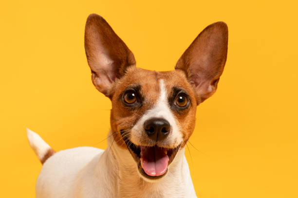 istock Closeup of Jack Russell Terrier on yellow 1995860817