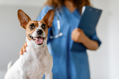 Smiling Jack Russell Terrier in focus with blurred background featuring female veterinarian holding clipboard, symbolizing pet healthcare