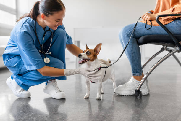istock Vet greets excited dog at clinic visit 1995860819
