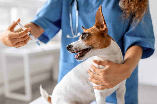 istock Dog gets vaccination from vet 1995860823