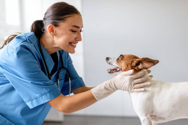 istock Joyful vet bonding with Jack Russell 1995860831