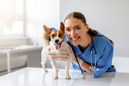 Smiling female veterinarian in blue scrubs holding and examining cheerful small brown and white dog, looking at camera in clinic interior